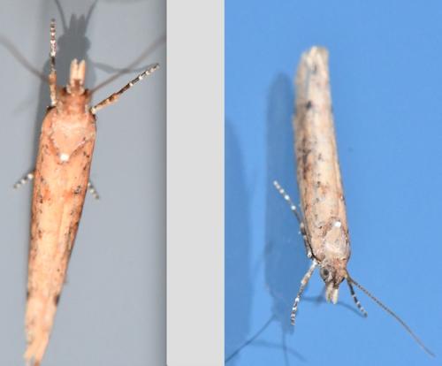 Ypsolopha ustella